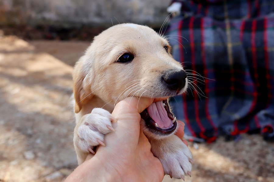 puppy biting