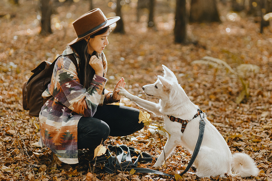 dog obedience training