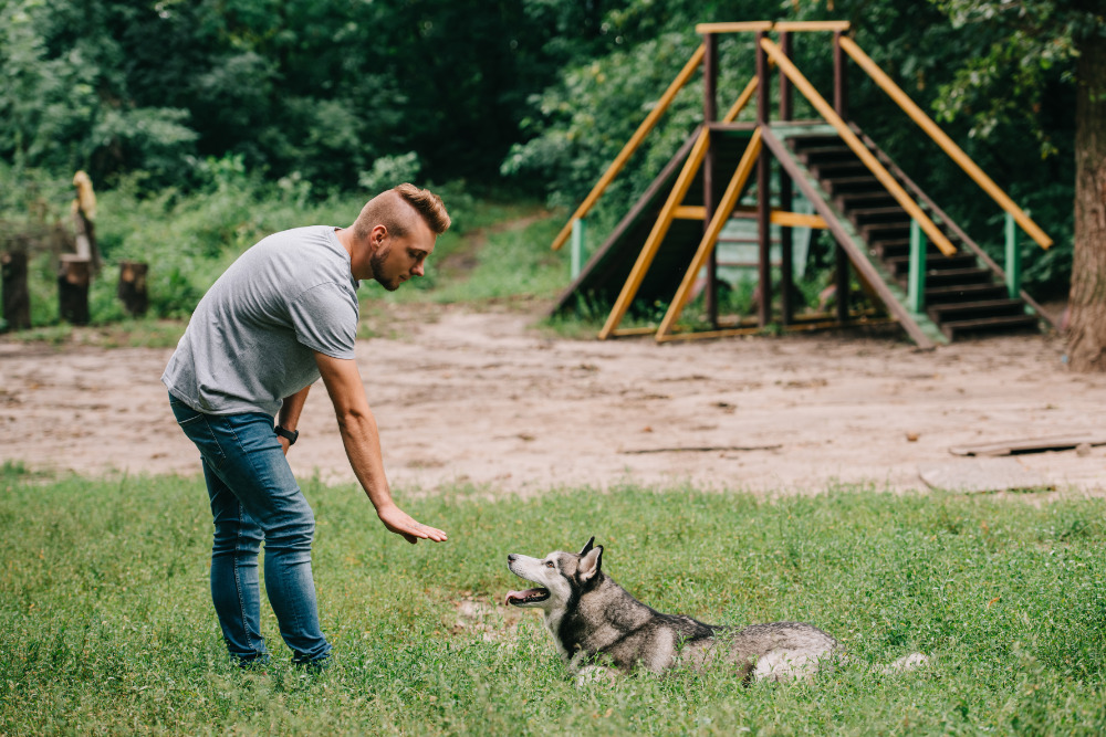 puppy training near me