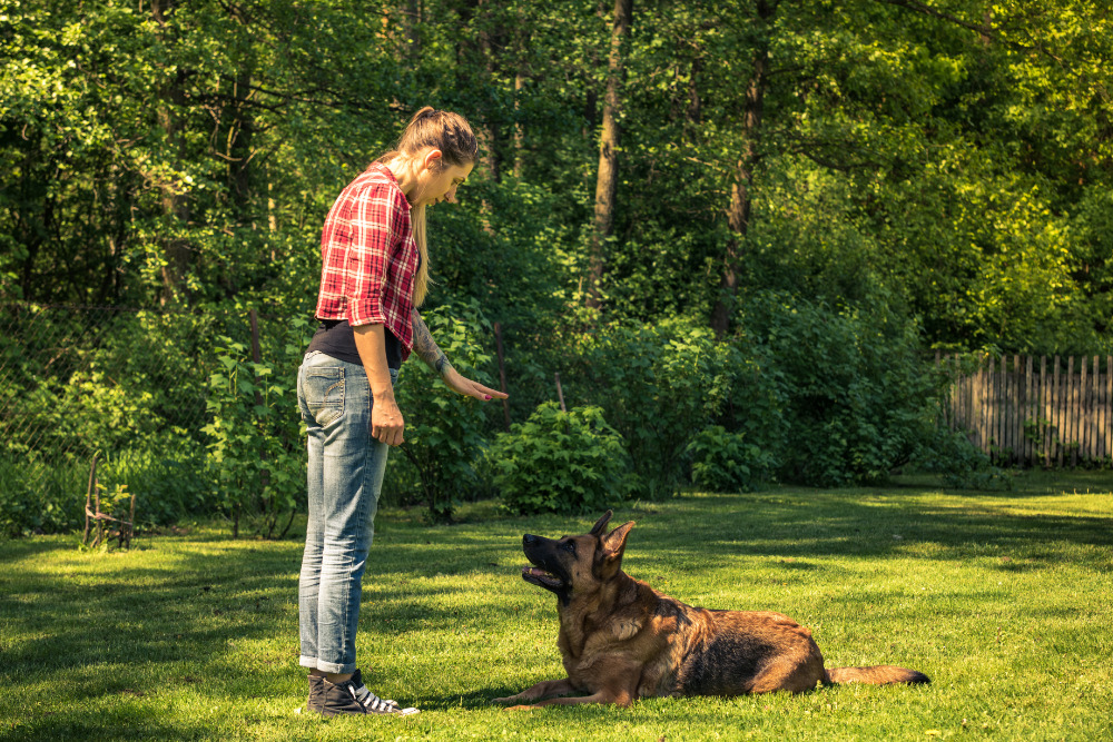 Dog obedience training