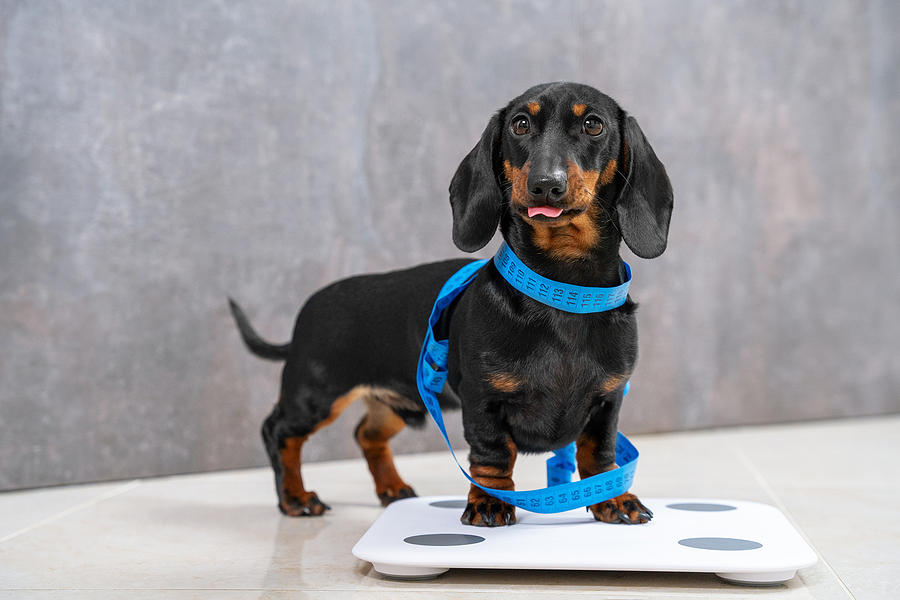 Creating The Perfect Puppy Diet Plan For Your Furry Friend