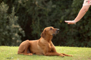 Board and Train NJ: Sending Your Dog to Boarding School!