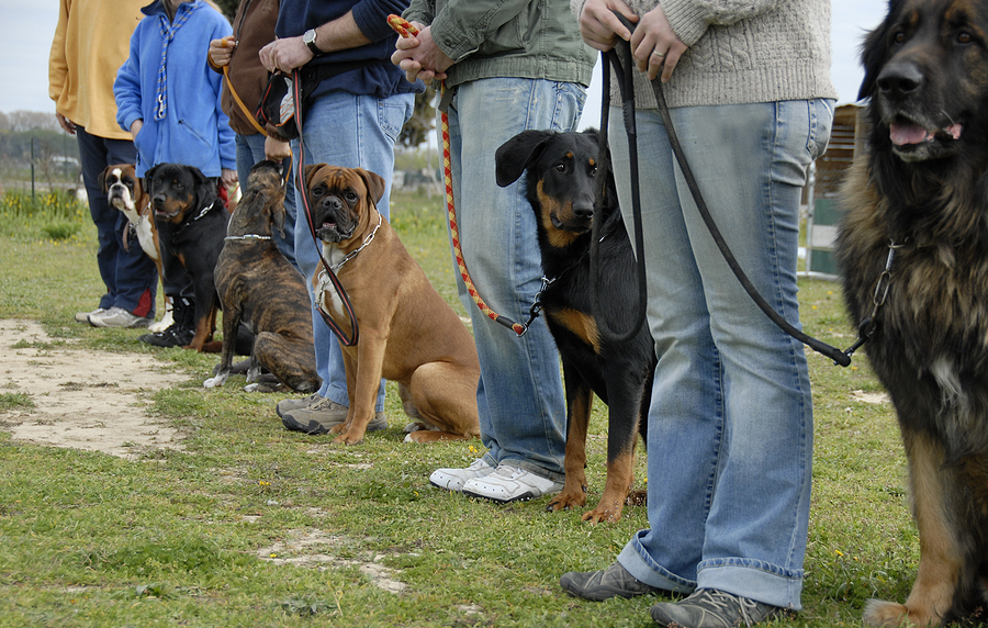 Boarding school clearance for aggressive dogs