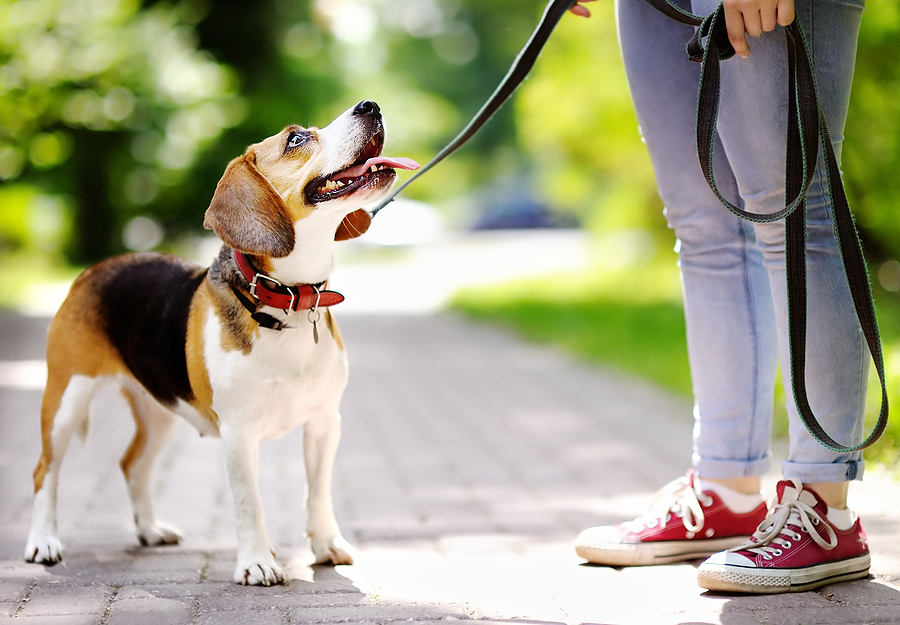 How to Rock Your Walk: The Benefits of Dog Walking, Tips and Tricks