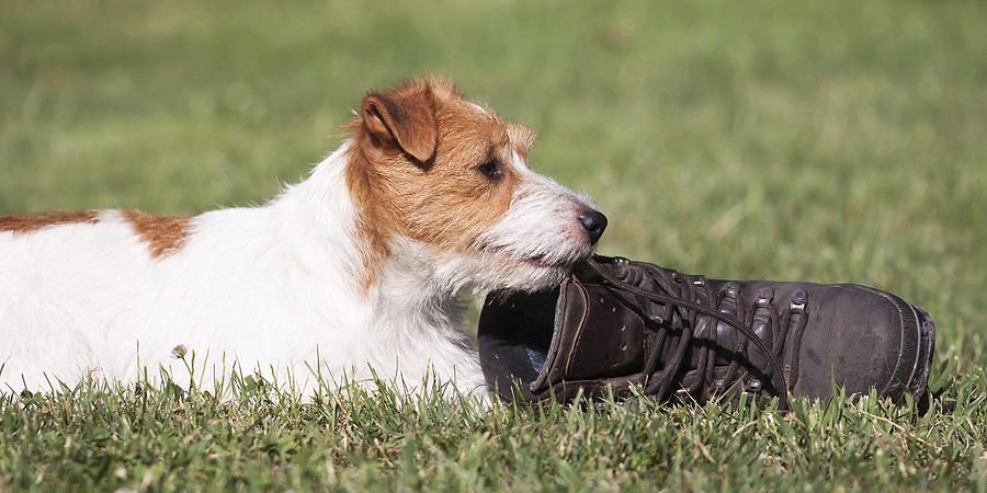 dog behaviorist nj