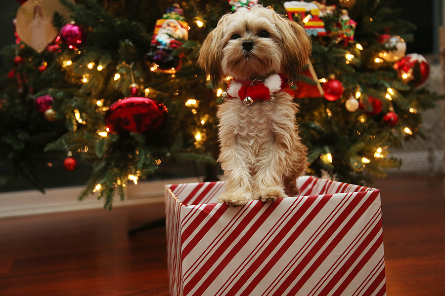 puppy training routine