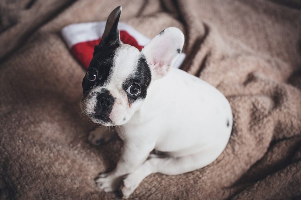 Puppy Training Program: The Best Gift to Give Your Furry Friend