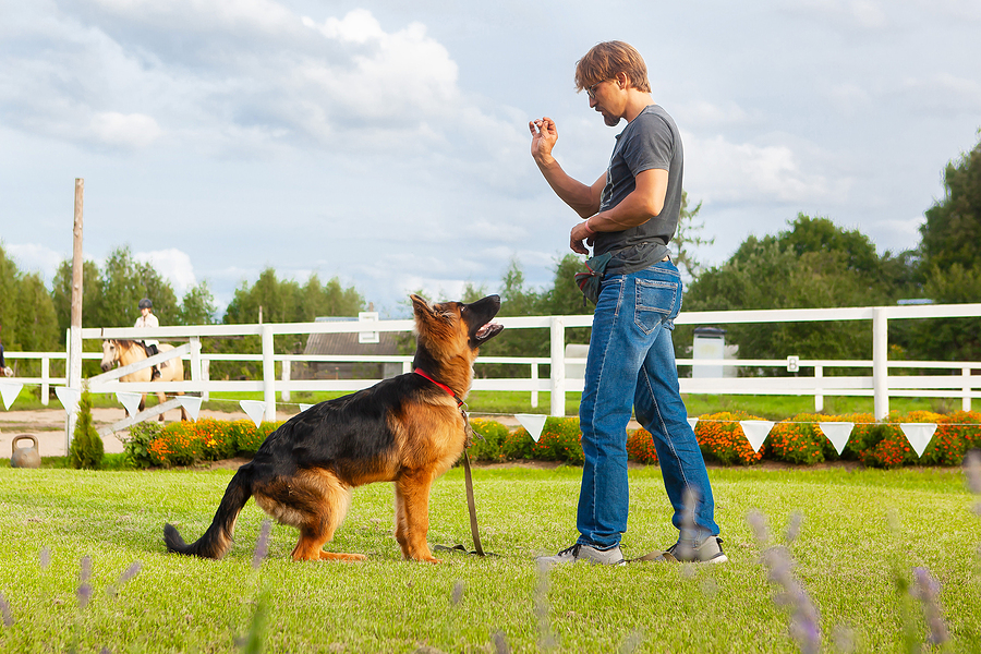 best trainer dog