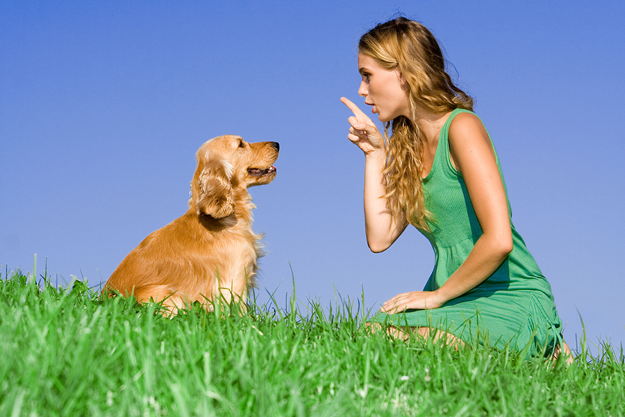 How to Find the Best Dog Trainer NJ: A Canine Friendly Guide