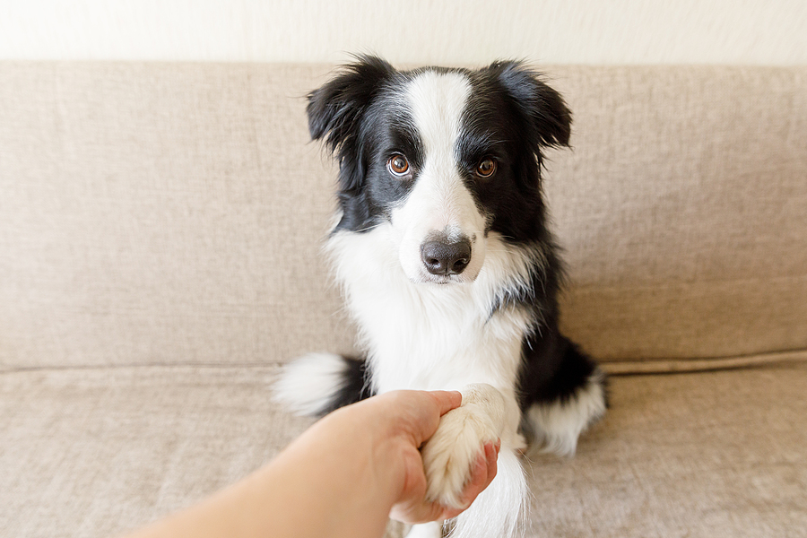 is puppy training classes worth it