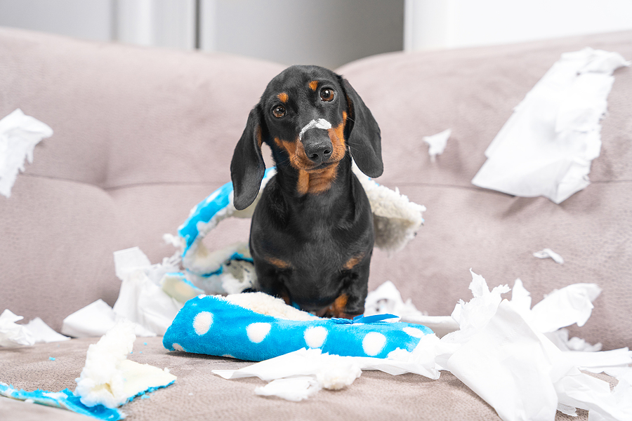 group puppy training classes near me