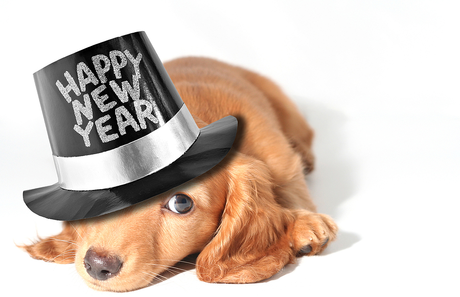 New Year, New Pup! Get Started with Puppy Training Classes in NJ