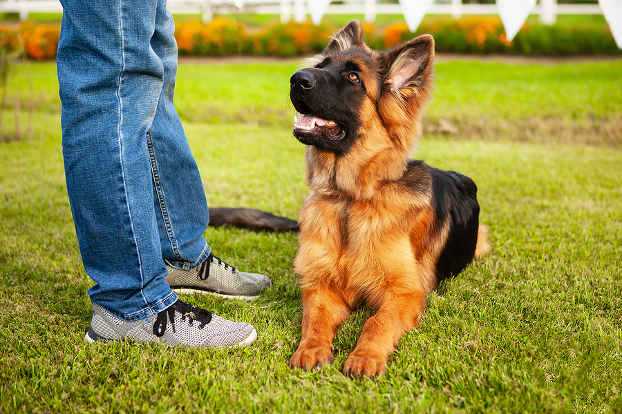 The Best K9 Off Leash Training Locations For Optimal Results