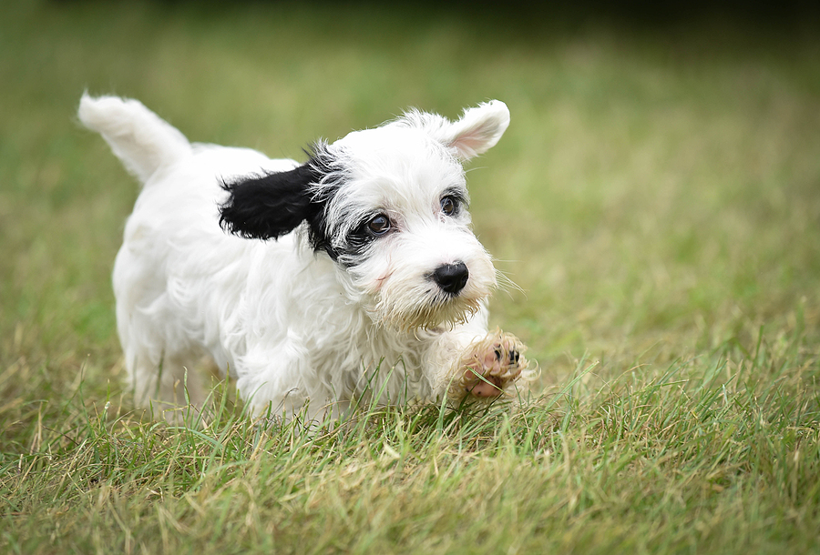 off leash k9 training locations