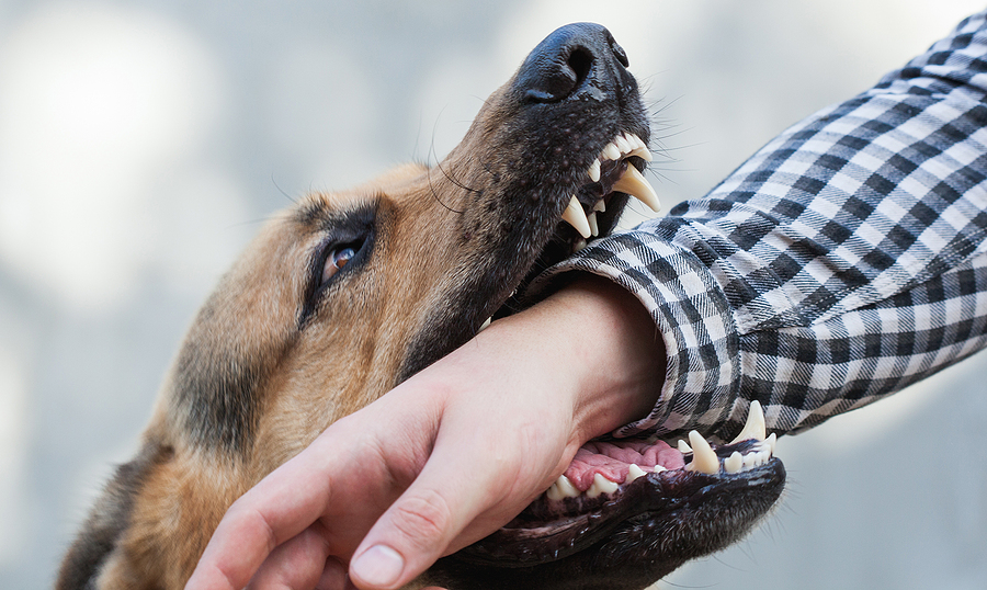  aggressive dog training