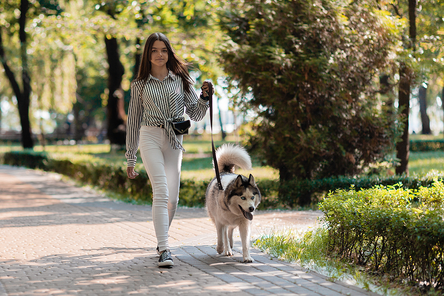 Prong collars for dog traing