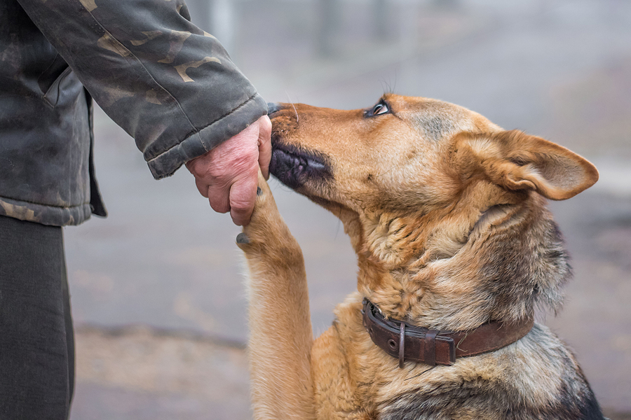  acdemy dog collars