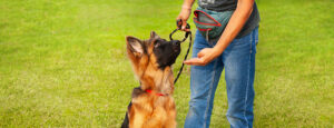 K9 Board and Train NJ - Is Your Dog Ready For Boarding School?