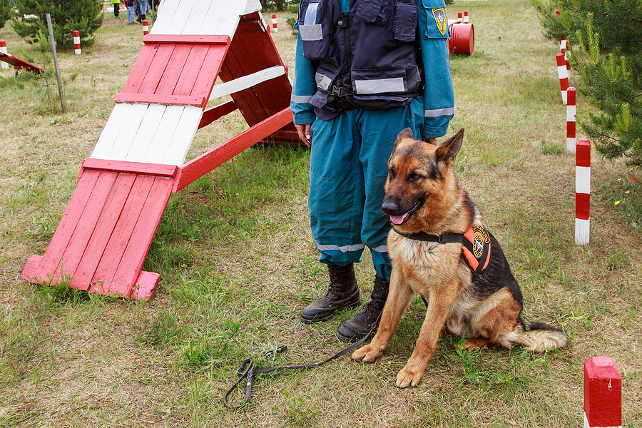 search and rescue dog training near me