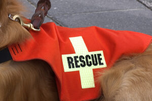 search and rescue dog training