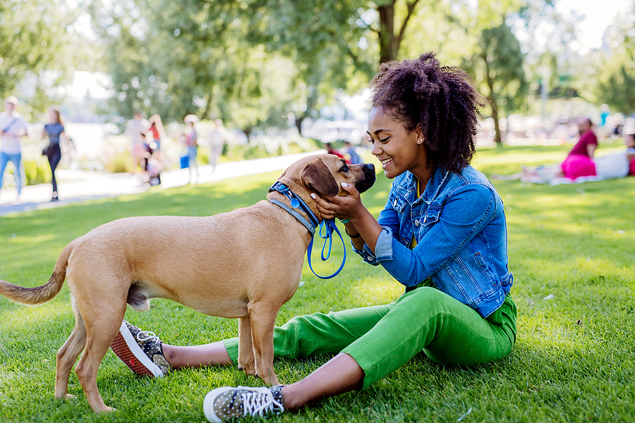 training a dog from a shelter