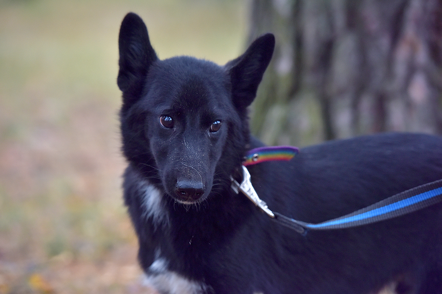 How to train a dog from a shelter