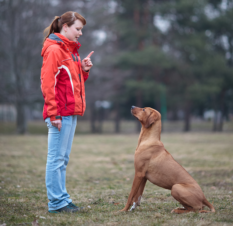 Basic Obedience Dog Training - The Essentials for a Well-Behaved K9