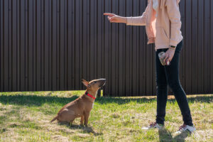 Behavior Modification Dog Training vs Obedience Training