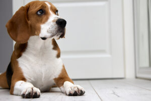 Boarding Your Dog - How to Prepare for a Successful Stay
