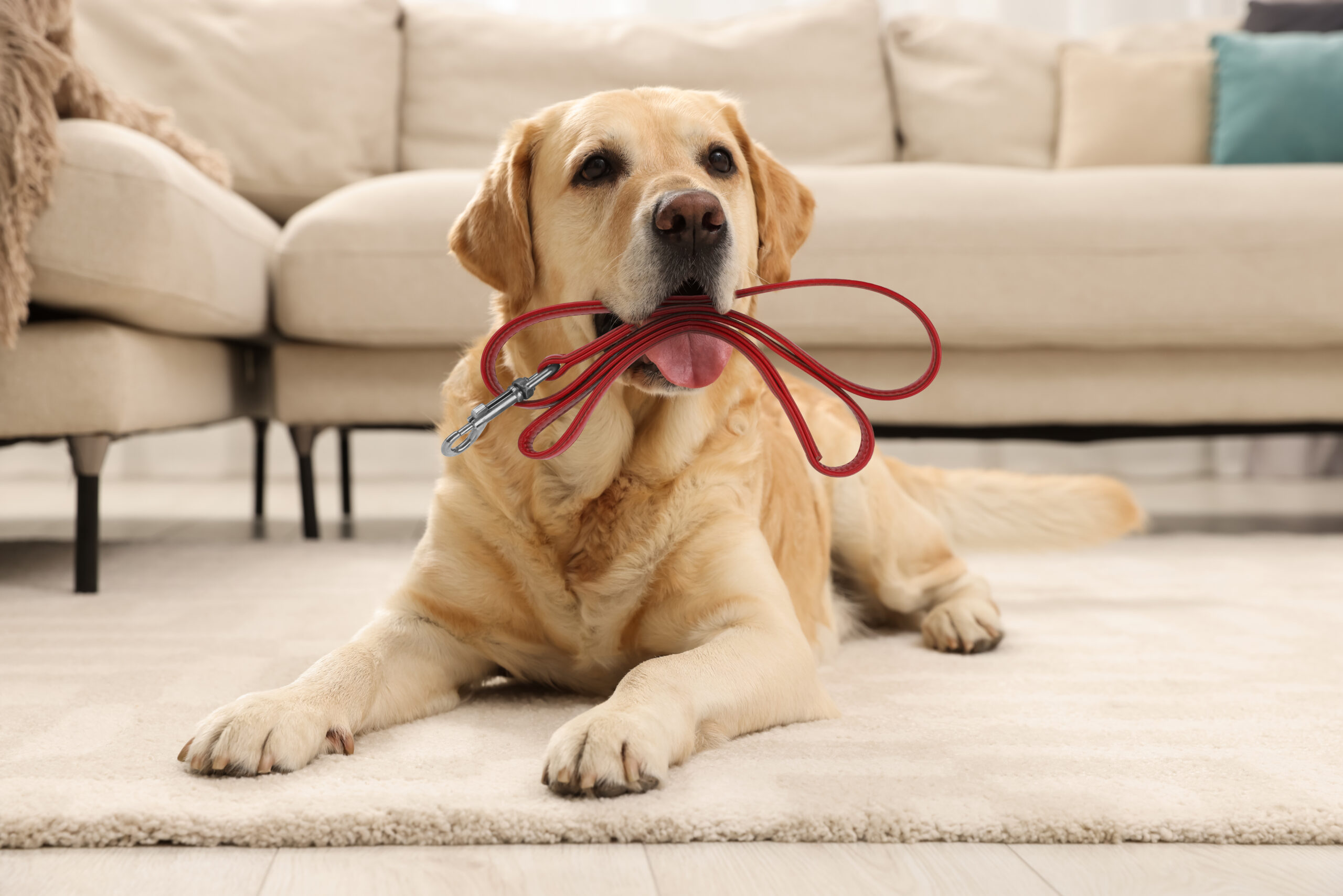 How To Leash Train A Dog: Tips For Dog Walking Success