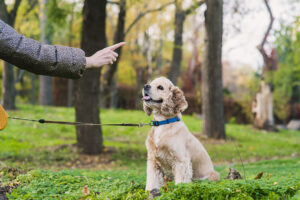 Choosing the Right Dog Training in Monmouth County, NJ