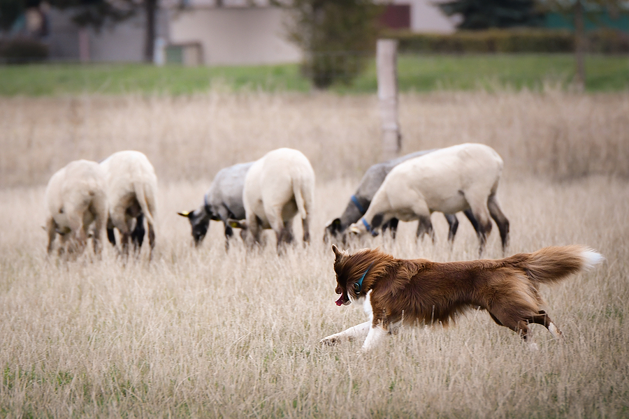 herding dog training