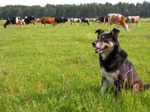 How To Properly Train Herding Dog Breeds (+ Pros and Cons)