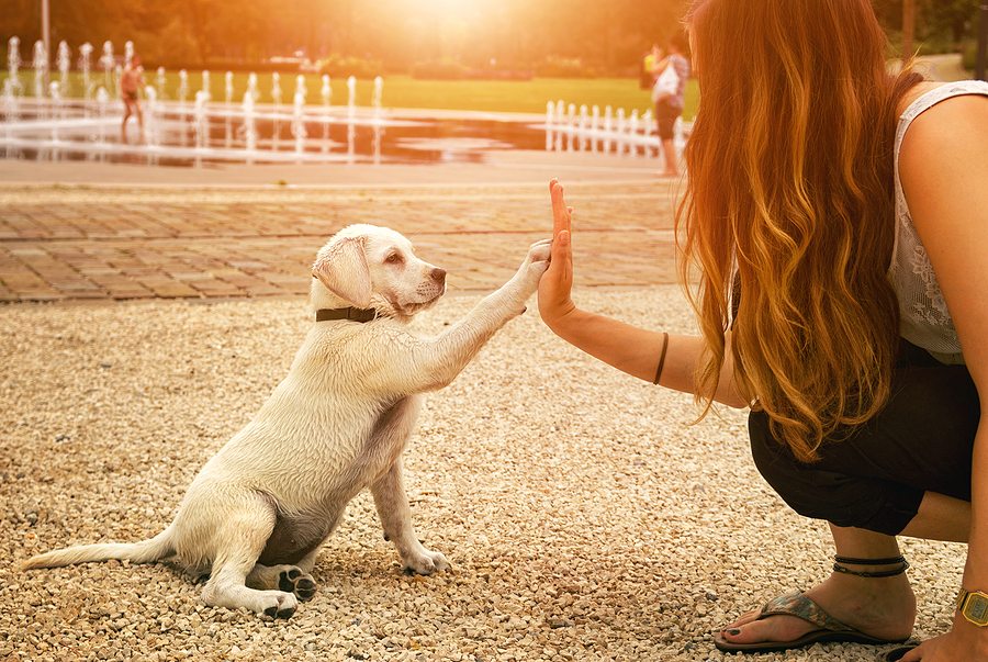 puppy training near me