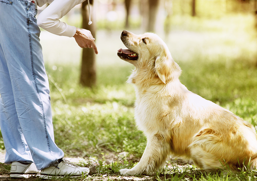 puppy vs dog training