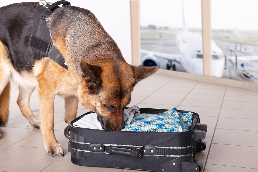 Scent Detection Training for Dogs - Understanding the Process