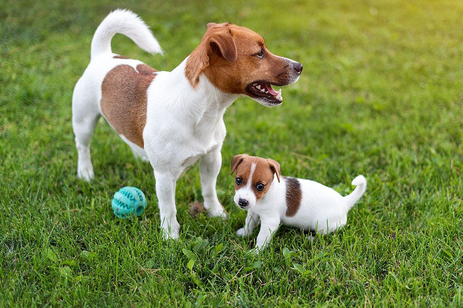 puppy training