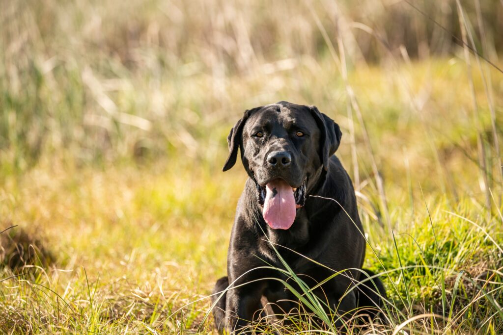 best search and rescue dogs