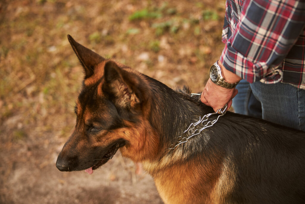 search and rescue dog training