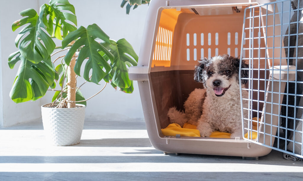 how to crate train a rescue dog with separation anxiety