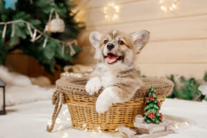 Getting a Puppy for Christmas? 5 Reasons You Should Wait