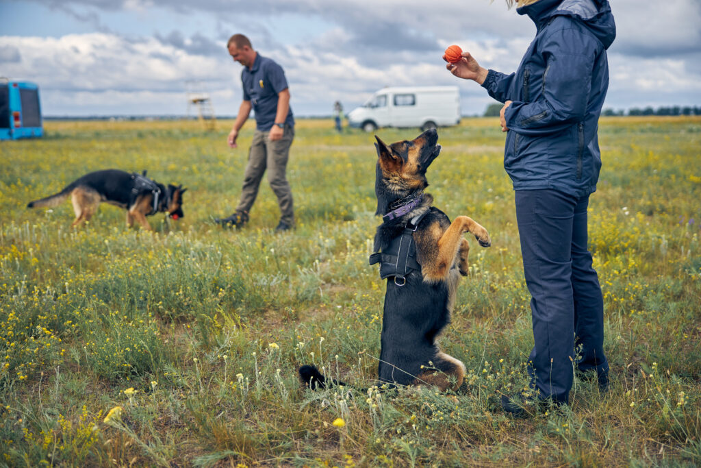 scent dection dog training near me