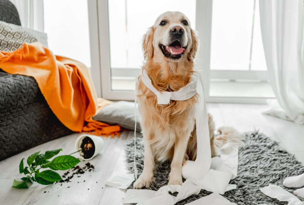 dealing with separation anxiety in dogs