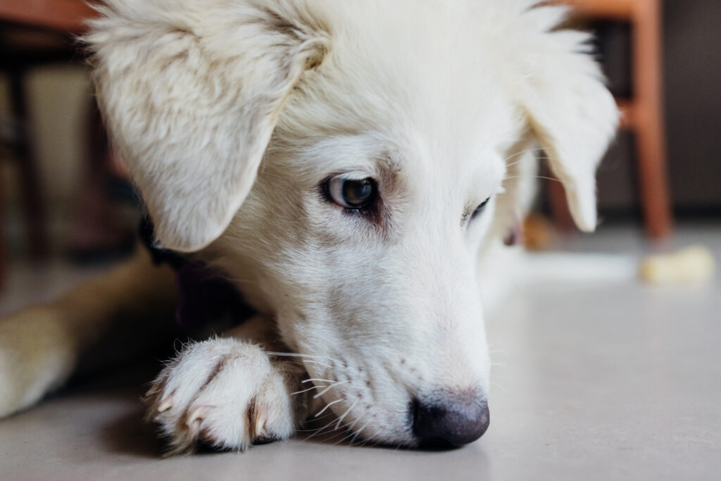 How to Deal with Separation Anxiety in Dogs