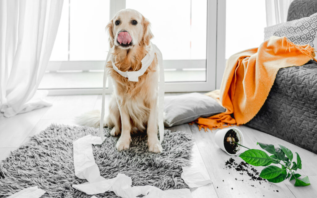 behavior modification dog training