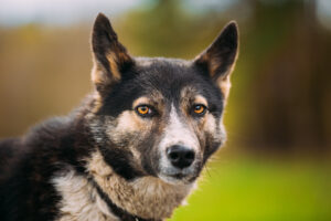 Behavior Modification Training – Does Your Dog Need It?