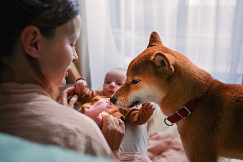 Dogs and Babies – Tips for a Successful Introduction
