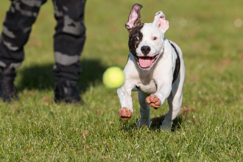 High Energy Dogs: Training Tips for Active Breeds