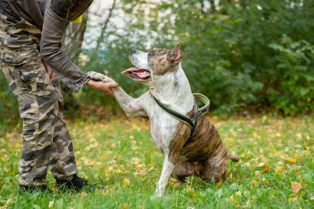 Dog Board and Train Charleston SC: Real Obedience. Real Results.