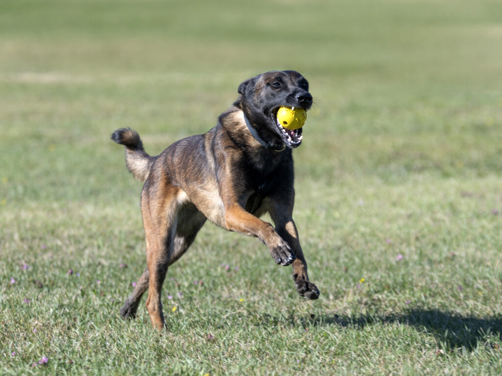 high energy dog breeds